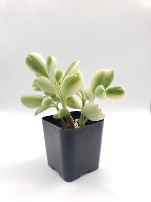 Cotyledon Bear Paws Variegated Succulent Plant