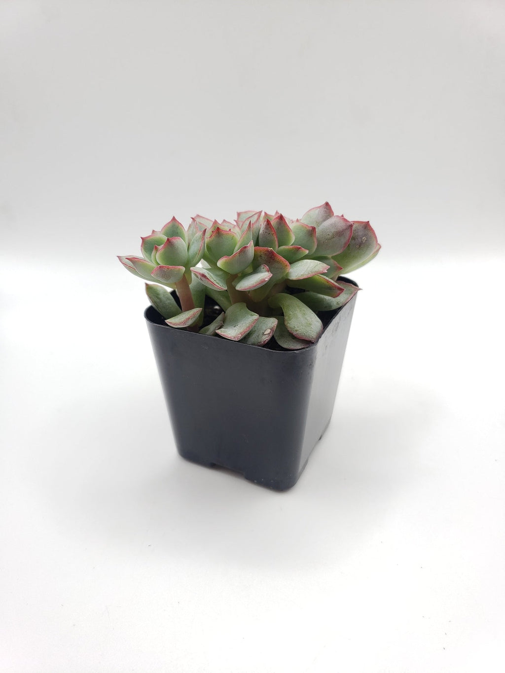 Echeveria Painted Lady Hybrid Succulent Plant