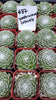 Cobweb Sempervivum Arachnoideum Succulent Plant