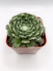 Cobweb Sempervivum Arachnoideum Succulent Plant