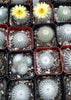 #8C Notocactus Silver Ball 2" Cactus Plant