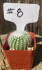 #8C Notocactus Silver Ball 2" Cactus Plant