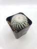 #8C Notocactus Silver Ball 2" Cactus Plant