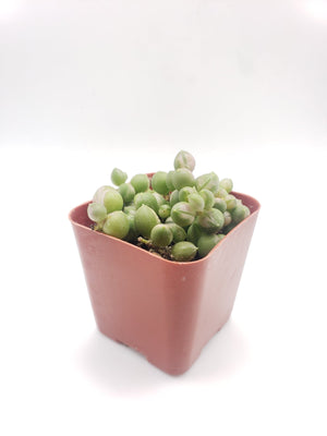 Sencio Variegated String of Pearls