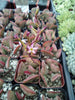 Andromischus "Calico Hearts" Succulent Plant