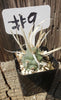 #9C Tephrocactus Articulate Paper Spine 2" Cactus Plant