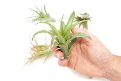 Tillandsia Abdita Brachycaulos Air Plants