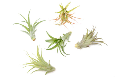 SALE - Tillandsia Abdita Brachycaulos Air Plants -  Set of 10, 20 or 30 - 60% Off