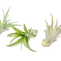 Large Tillandsia Abdita Brachycaulos Air Plants / 5-6 Inch Plants