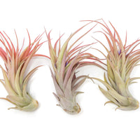 Large Tillandsia Abdita Brachycaulos Air Plants / 5-6 Inch Plants