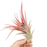 Large Tillandsia Abdita Brachycaulos Air Plants / 5-6 Inch Plants