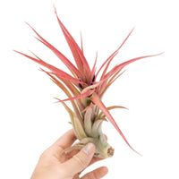 Large Tillandsia Abdita Brachycaulos Air Plants / 5-6 Inch Plants