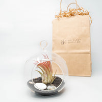 Gift Wrapped Terrarium Kits with Tillandsia Air Plants