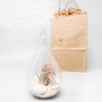 Gift Wrapped Terrarium Kits with Tillandsia Air Plants