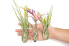 Large Tillandsia Caput Medusae Air Plants / 5-8 Inch Plants