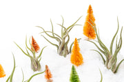 SALE - Tillandsia Caput Medusae Air Plants - Set of 10 or 20 - 70% Off