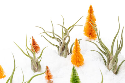 SALE - Tillandsia Caput Medusae Air Plants - Set of 10 or 20 - 70% Off