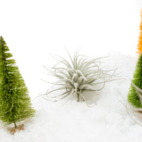 SALE - Small Tillandsia Tectorum Ecuador Air Plants - Set of 3, 6 or 9