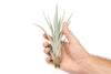 Large Tillandsia Fasciculata Tricolor Golden Torch Air Plants