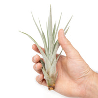 Large Tillandsia Fasciculata Tricolor Golden Torch Air Plants