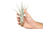 Tillandsia Fasciculata Tricolor Golden Torch Air Plants