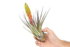 Large Tillandsia Fasciculata Tricolor Golden Torch Air Plants