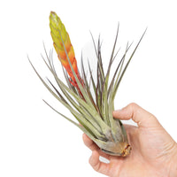 Large Tillandsia Fasciculata Tricolor Golden Torch Air Plants