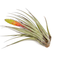 Large Tillandsia Fasciculata Tricolor Golden Torch Air Plants