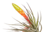 Large Tillandsia Fasciculata Tricolor Golden Torch Air Plants