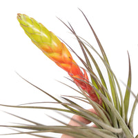 Large Tillandsia Fasciculata Tricolor Golden Torch Air Plants