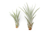 Large Tillandsia Fasciculata Tricolor Golden Torch Air Plants