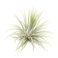 Large Tillandsia Ionantha Guatemala Air Plants