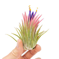 Large Tillandsia Ionantha Rubra Air Plants