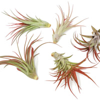 Large Tillandsia Red Abdita Air Plants / 5-6 Inch Plants