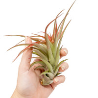 Large Tillandsia Red Abdita Air Plants / 5-6 Inch Plants