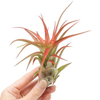 Large Tillandsia Red Abdita Air Plants / 5-6 Inch Plants