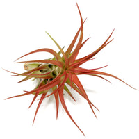 Large Tillandsia Red Abdita Air Plants / 5-6 Inch Plants