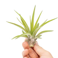 Large Tillandsia Velutina Air Plants / 4-6 Inch Plants