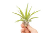 SALE - Large Tillandsia Velutina Air Plants - Set of 5 or 10 - 50% Off