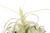 Medium Tillandsia  Xerographica Air Plant / 5-6 Inches Wide