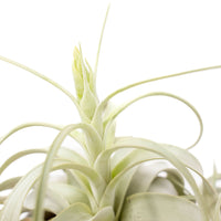 Medium Tillandsia  Xerographica Air Plant / 5-6 Inches Wide