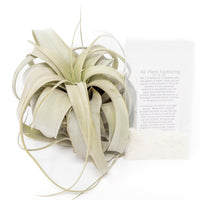 Large Tillandsia  Xerographica + 1 Year Air Plant Fertilizer Pack