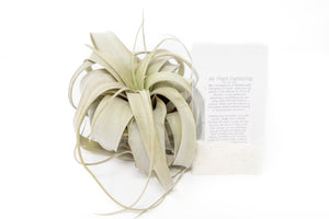 Large Tillandsia  Xerographica + 1 Year Air Plant Fertilizer Pack