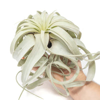 Large Tillandsia Xerographica / 6-8 Inches Wide