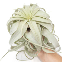 Large Tillandsia  Xerographica + 1 Year Air Plant Fertilizer Pack