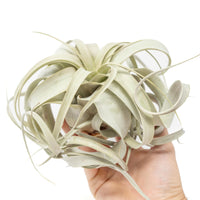 Medium Tillandsia  Xerographica Air Plant / 5-6 Inches Wide