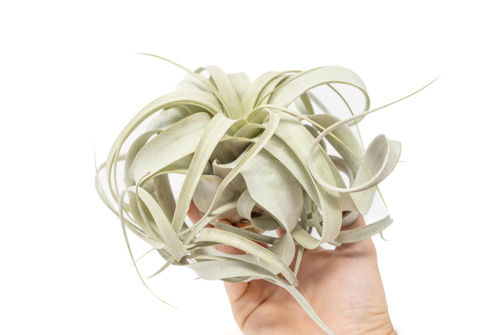 Medium Tillandsia  Xerographica Air Plant / 5-6 Inches Wide