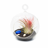 Beach Terrarium in Flat Bottom Globe with Black Sand and Tillandsia Ionantha