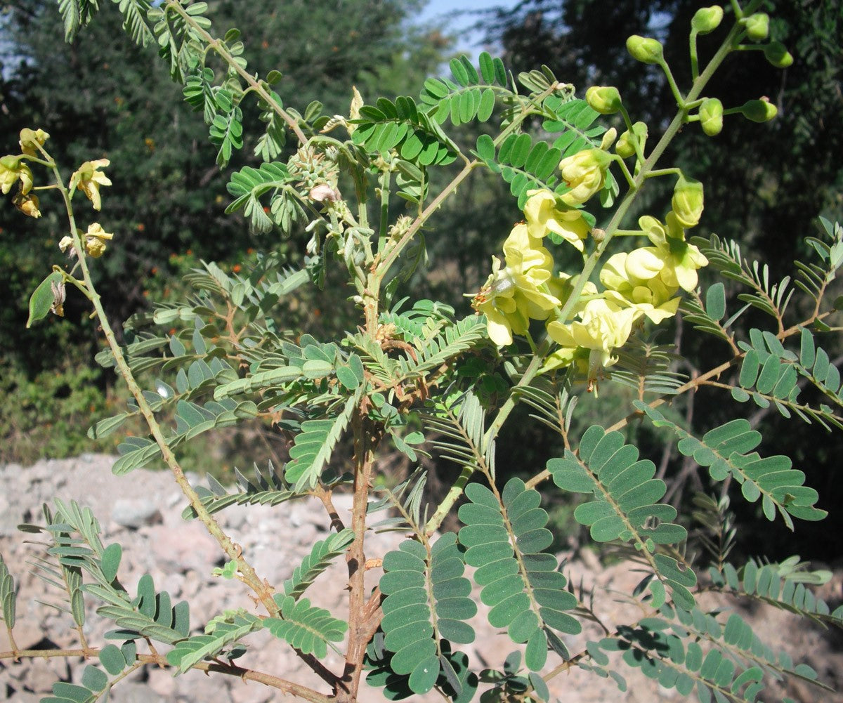 Caesalpinia Decapetala 10 Seeds, Biancaea Shrub Mysore Thorn Cat's Cla ...