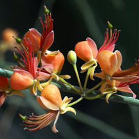 Capparis Decidua 10 Seeds, Karira Edible Bare Caper Vining Shrub Small Tree